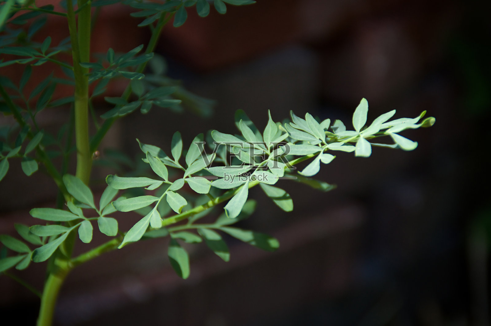 草药街照片摄影图片