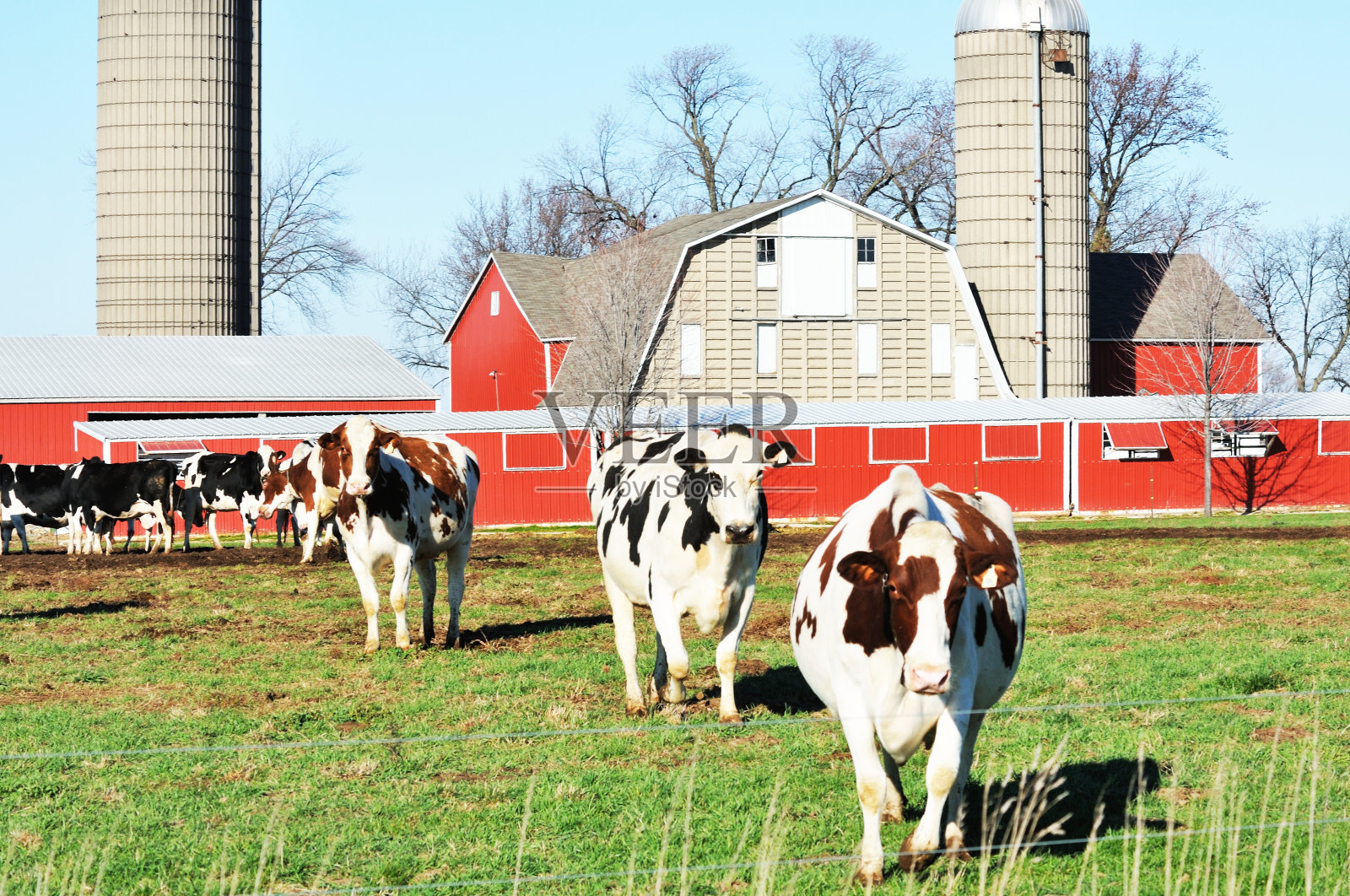 奶牛场照片摄影图片