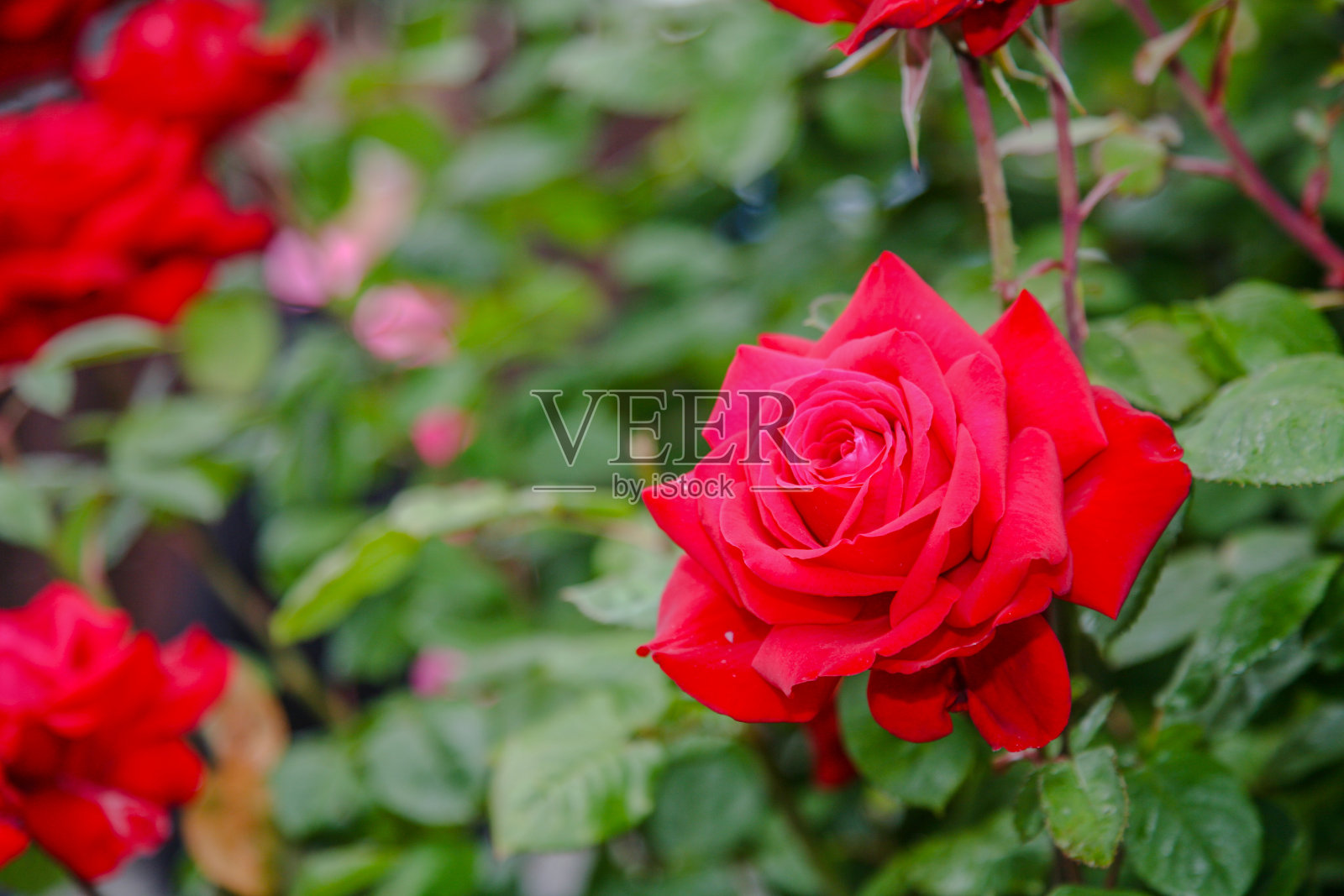 花园里的红玫瑰照片摄影图片