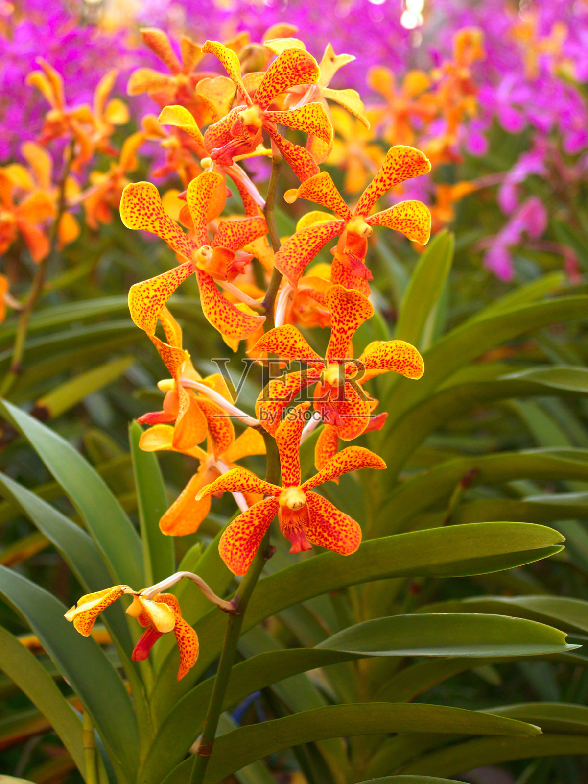 美丽的兰花的花照片摄影图片