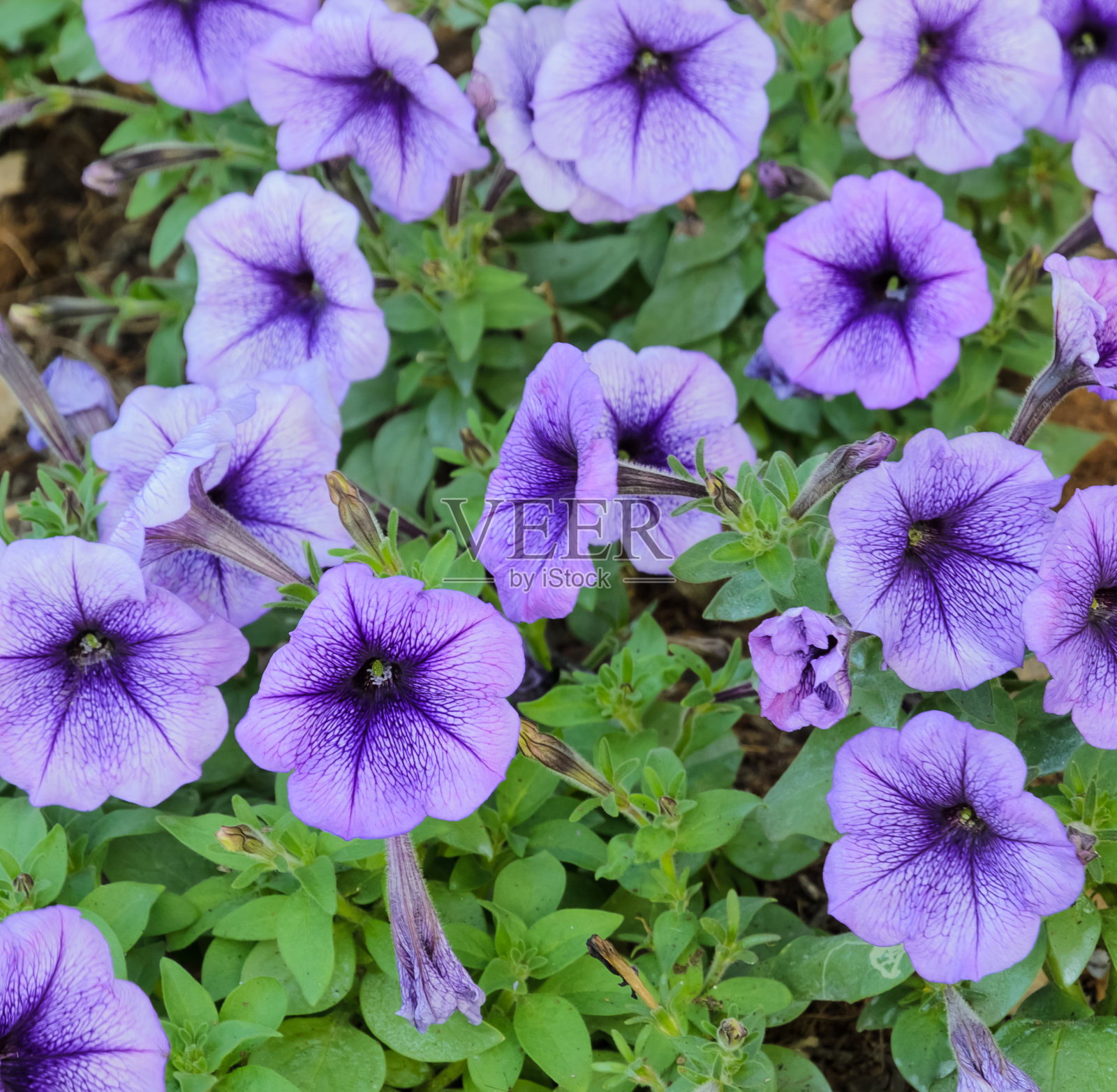 紫色的佩妮花照片摄影图片