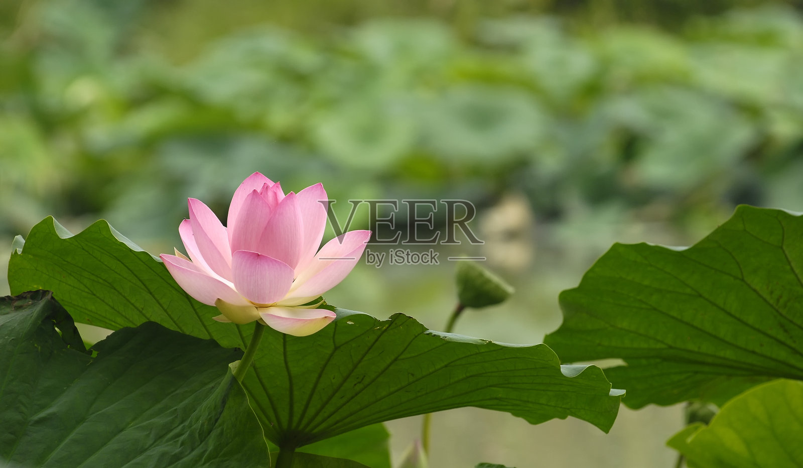 自然美照片摄影图片