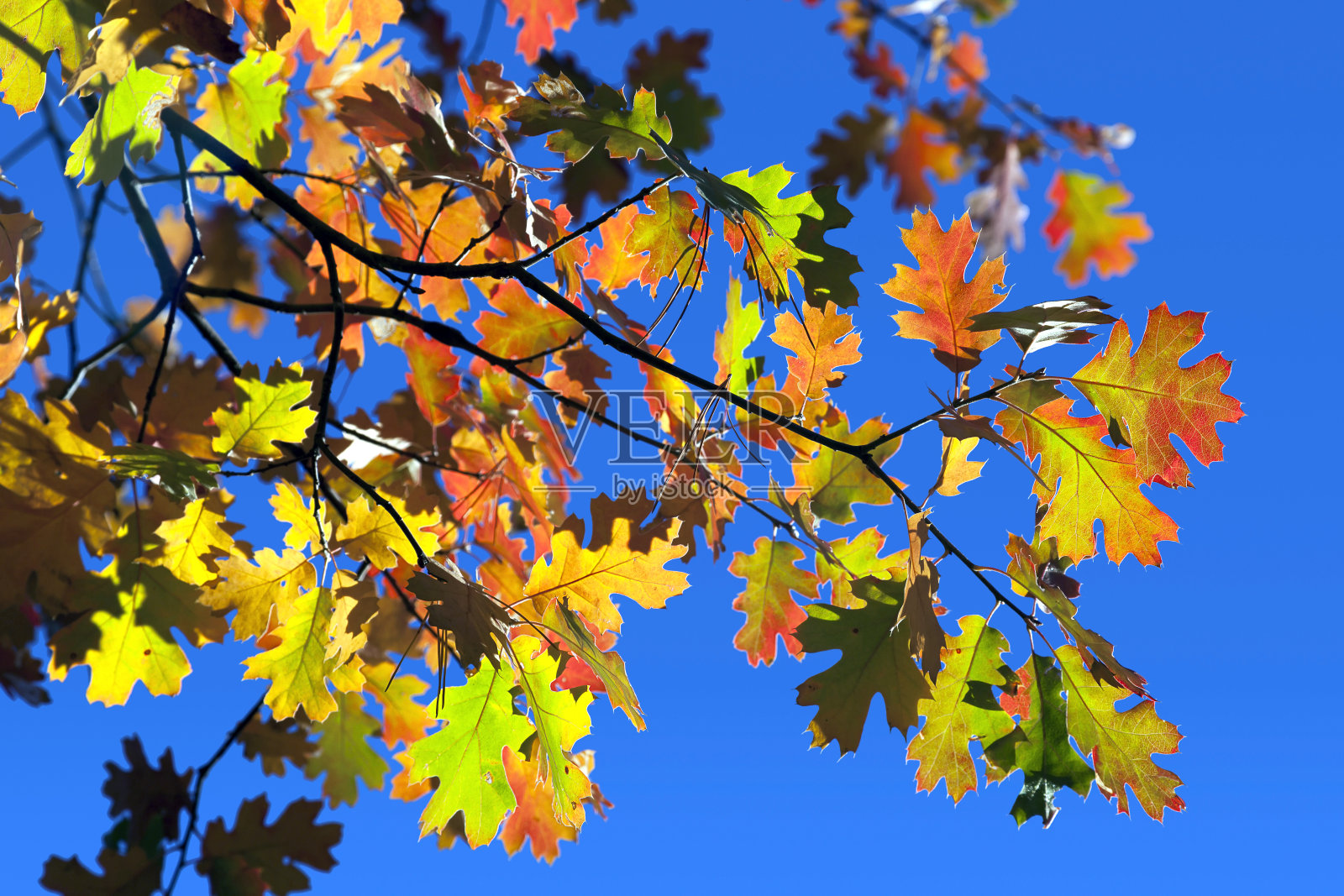 秋橡树叶的细节照片摄影图片