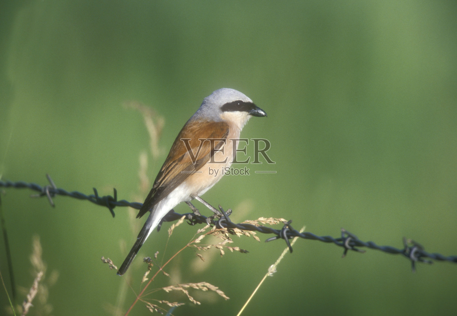 红背伯劳鸟，Lanius collurio照片摄影图片