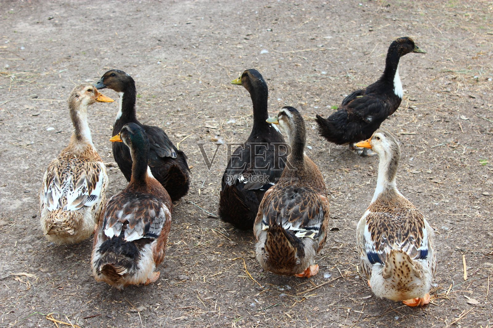 飞行的鸭子照片摄影图片