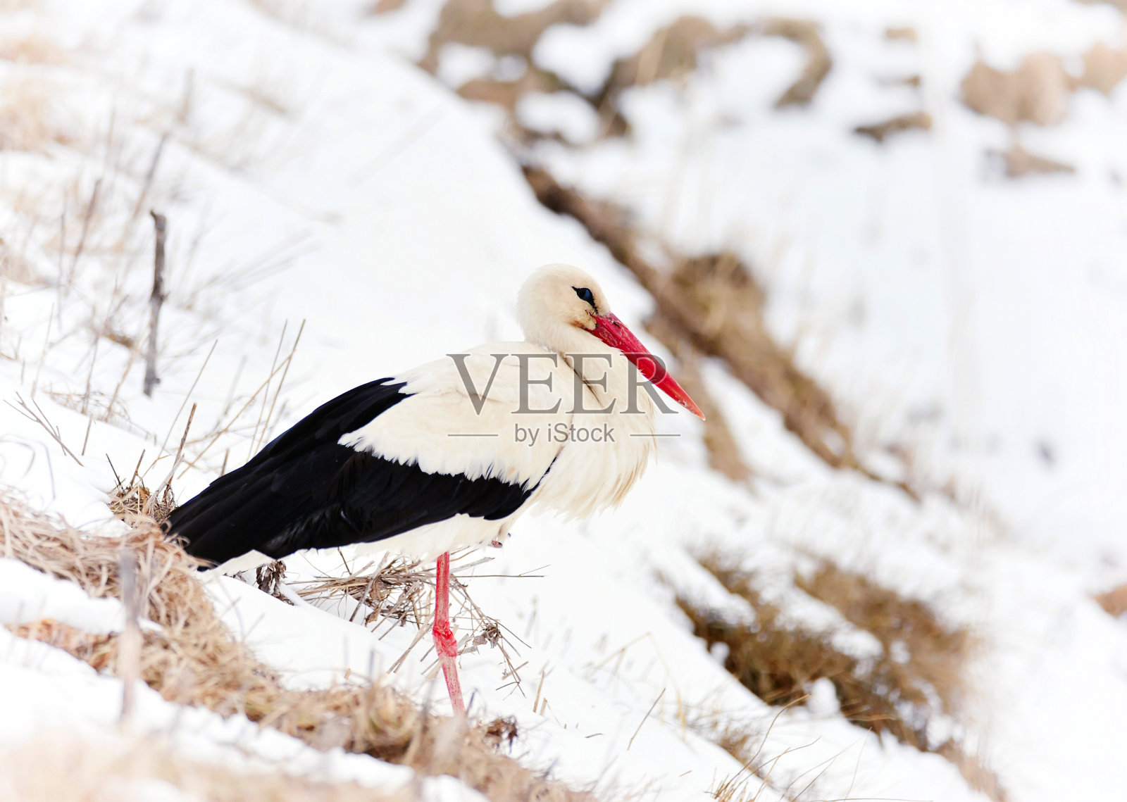 美丽的鹳在户外公园照片摄影图片