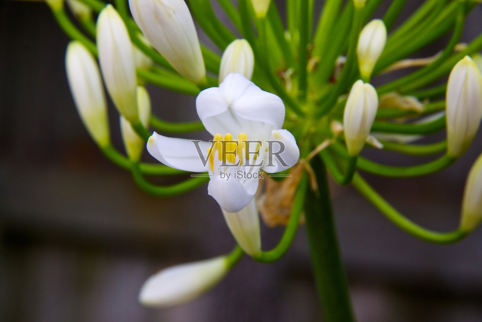 白色的花园花和花蕾合拢了照片摄影图片