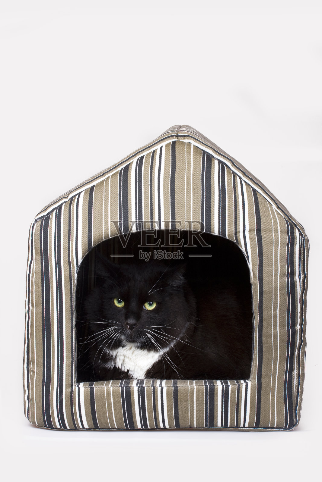 他家里的猫照片摄影图片