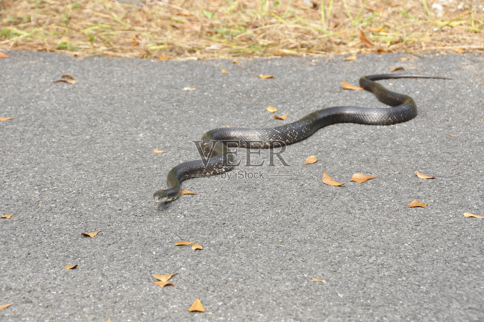 鼠蛇(鼠蛇)照片摄影图片