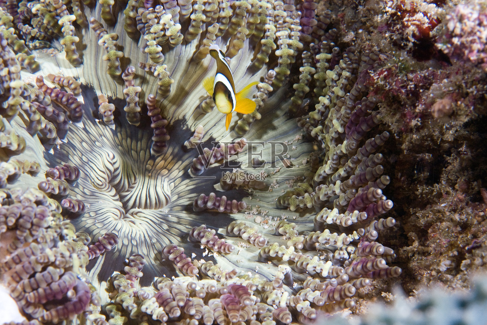 海葵和鱼照片摄影图片