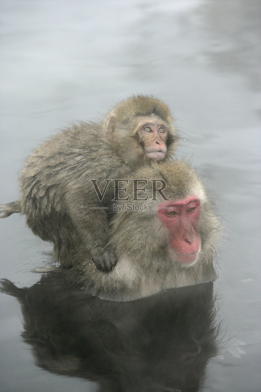 雪猴或日本猕猴，褐尾猕猴照片摄影图片