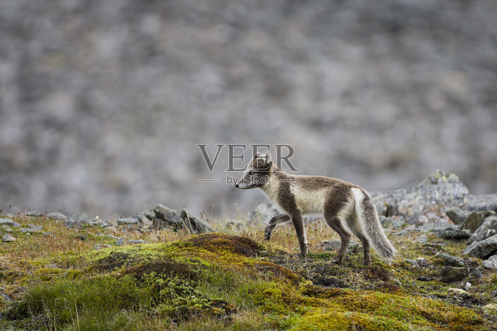 极地狐，冰狐，北极狐，北极狐照片摄影图片