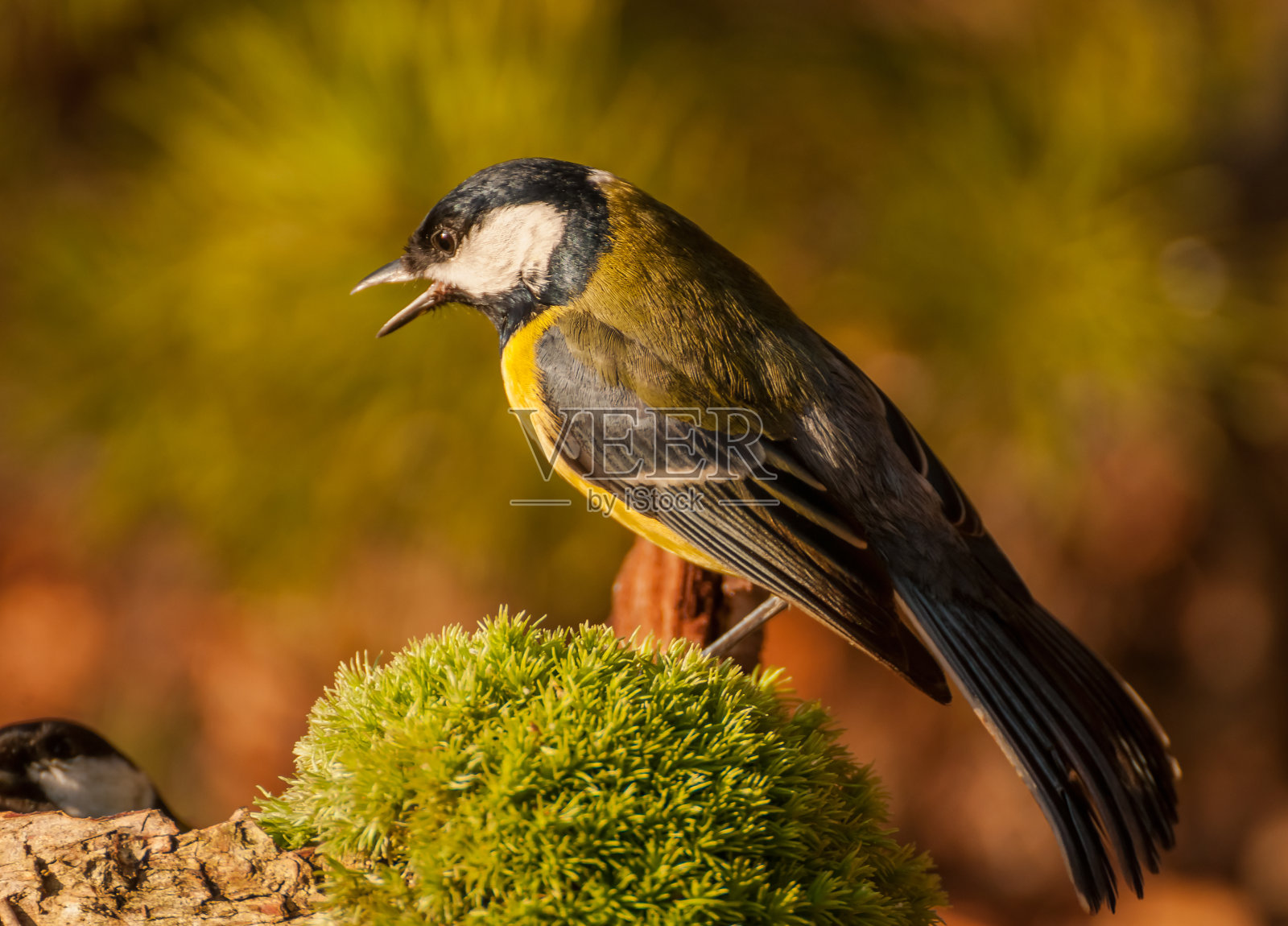鸟在户外栖息的特写镜头照片摄影图片