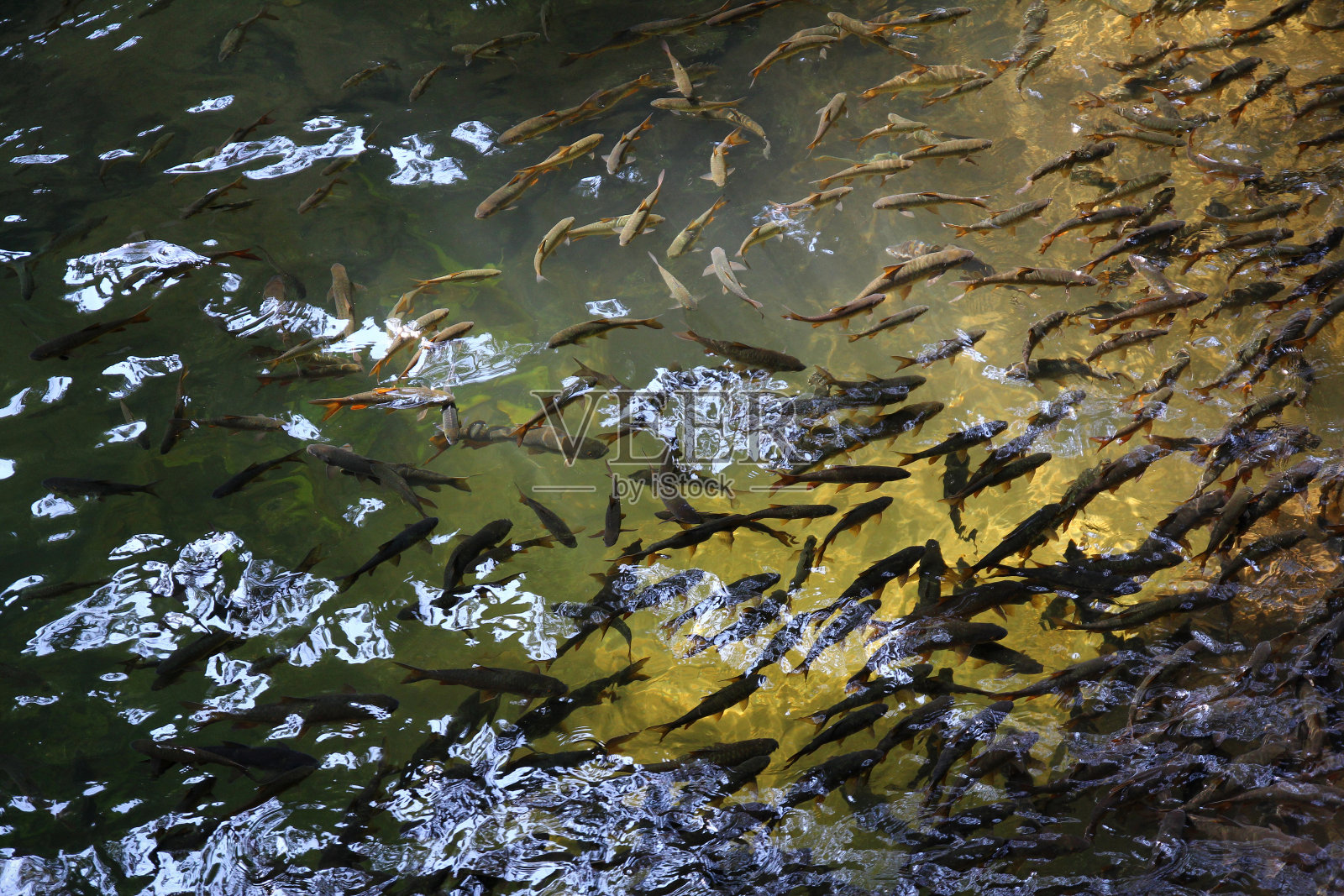 野生动物的背景照片摄影图片