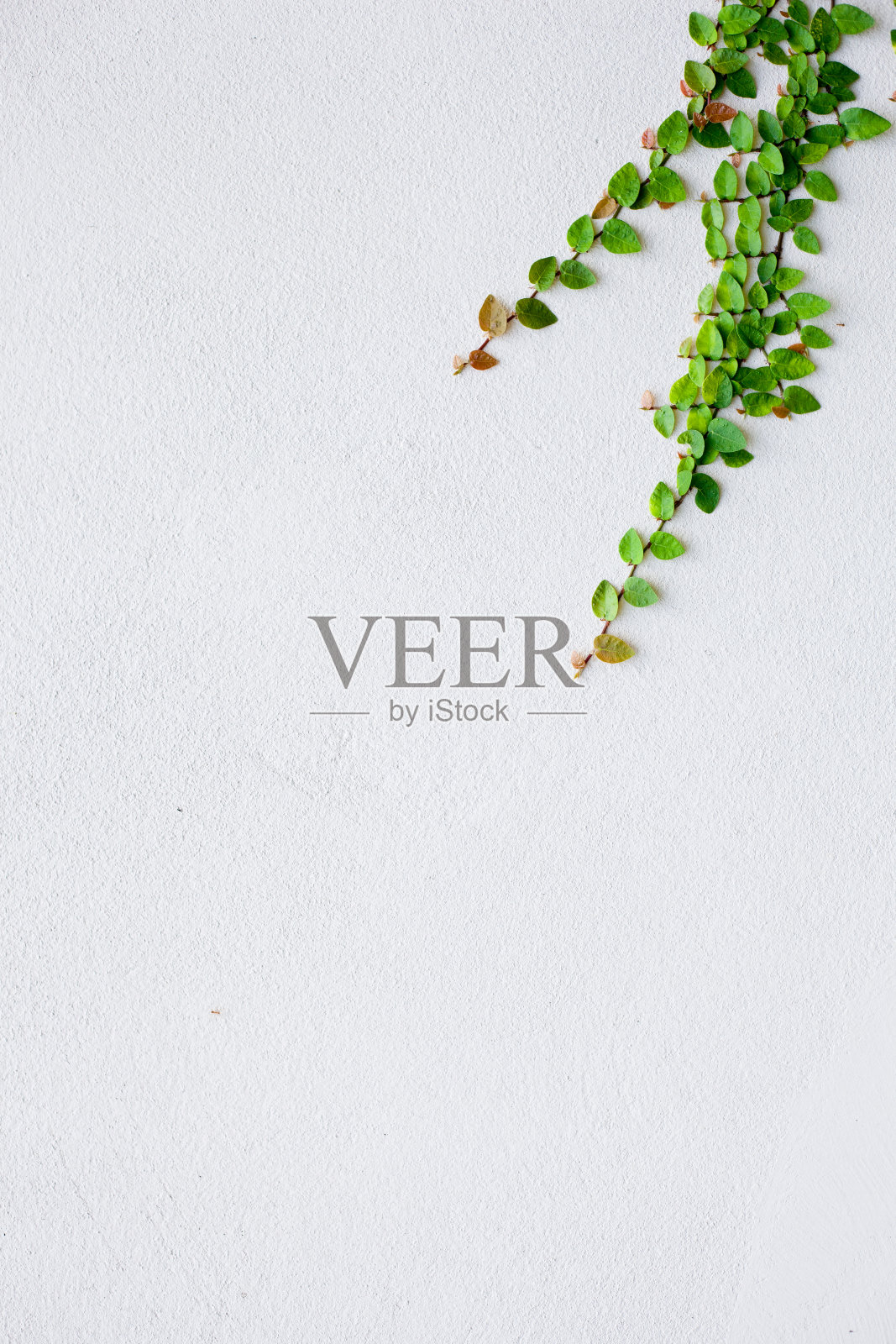 树叶和古老的墙壁。照片摄影图片