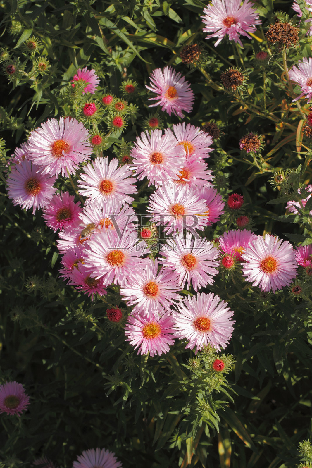 盛开的水马齿照片摄影图片