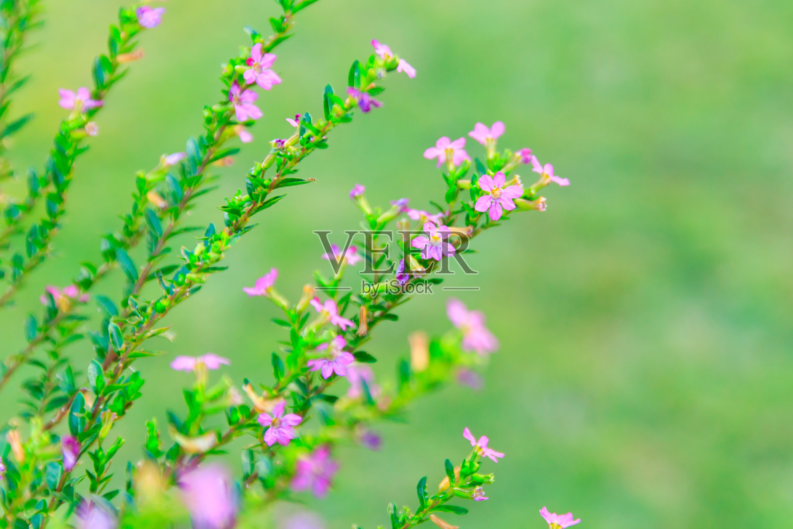 近距离常春藤紫色的花在绿色的背景照片摄影图片