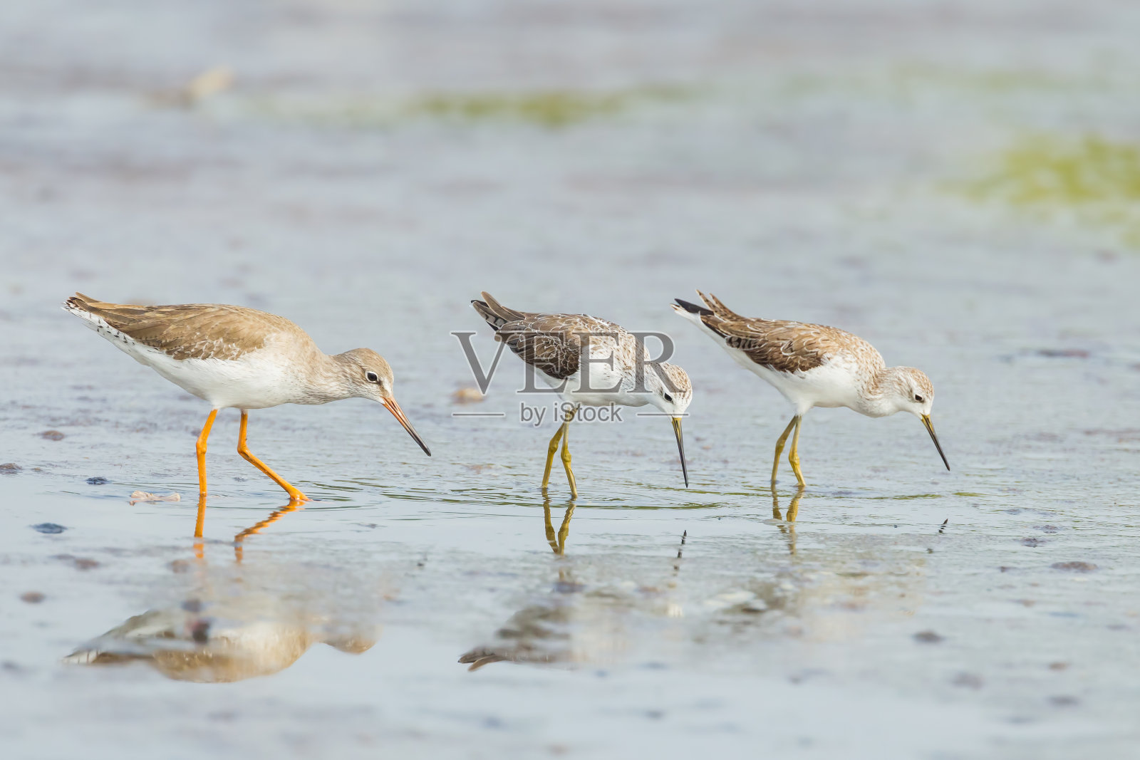 常见的红脚鹬照片摄影图片