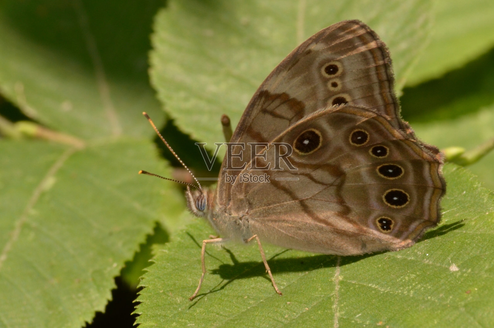 布朗在概要文件照片摄影图片