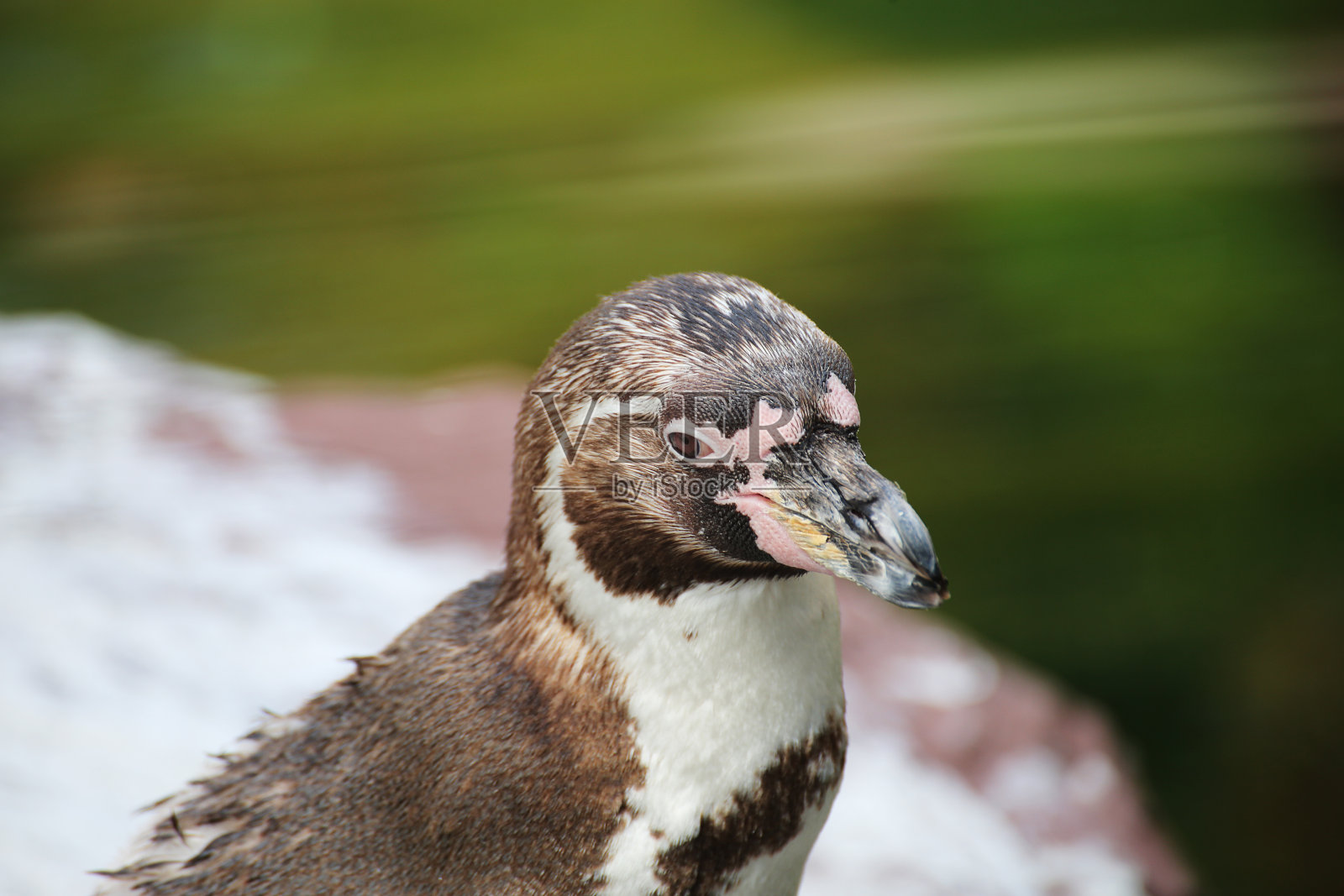 企鹅 - 企鹅照片摄影图片