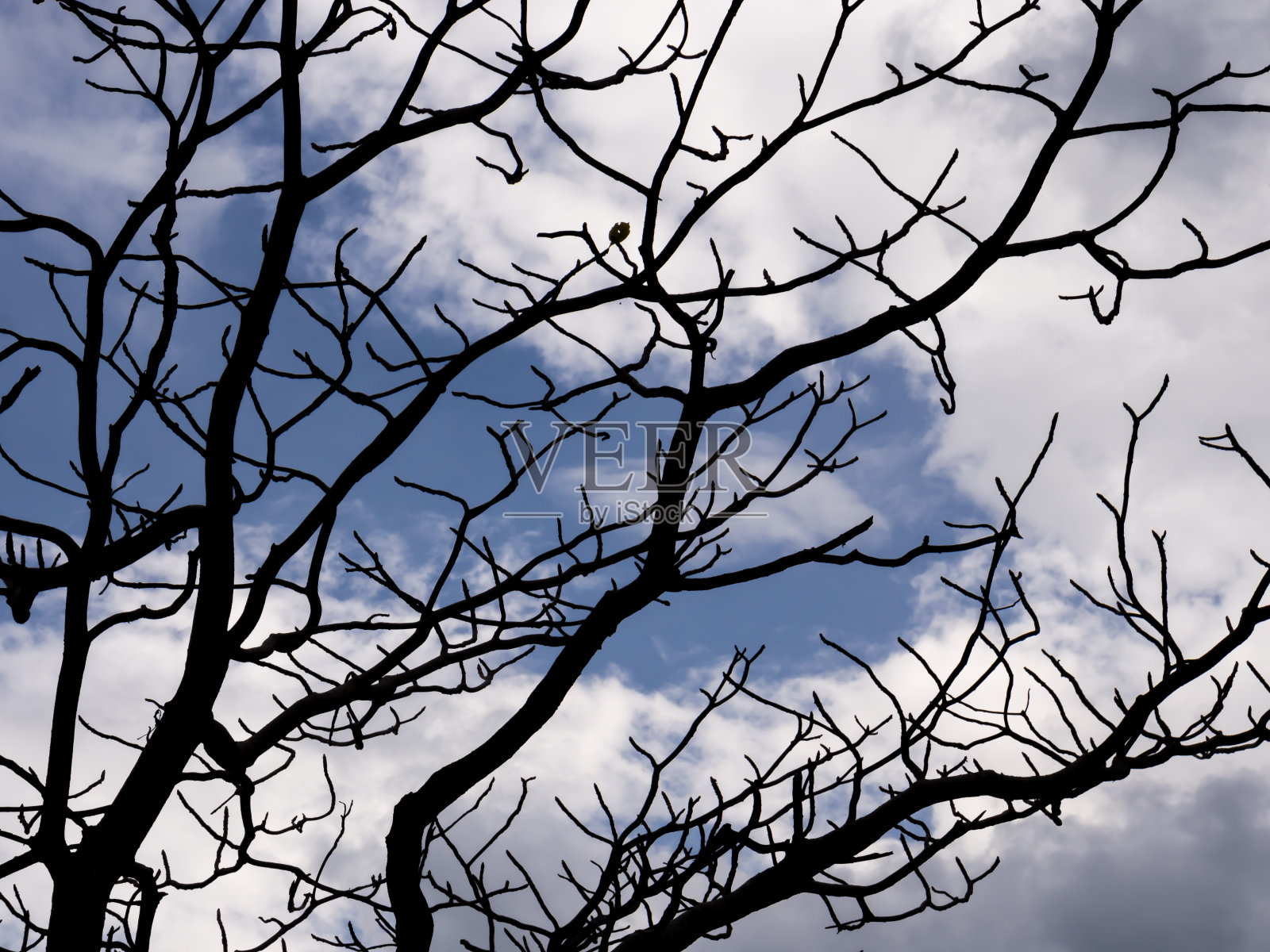 抽象树轮廓背景照片摄影图片