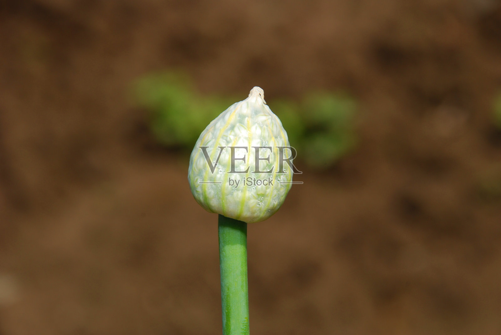 洋葱种子照片摄影图片