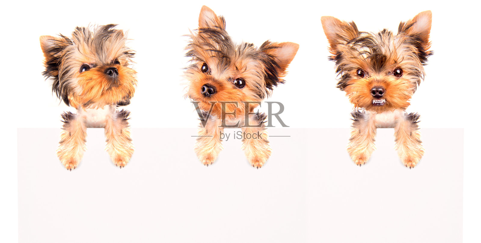 狗与邦纳隔离照片摄影图片