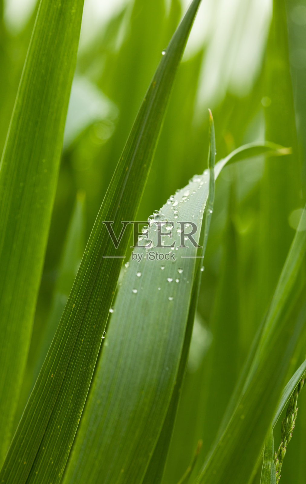谷物草叶上的露珠照片摄影图片