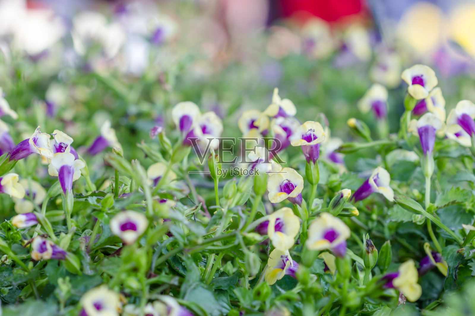 多利亚·福涅里·林德·弗劳尔照片摄影图片