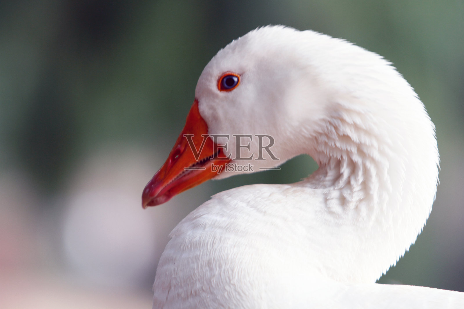 白色的鹅照片摄影图片