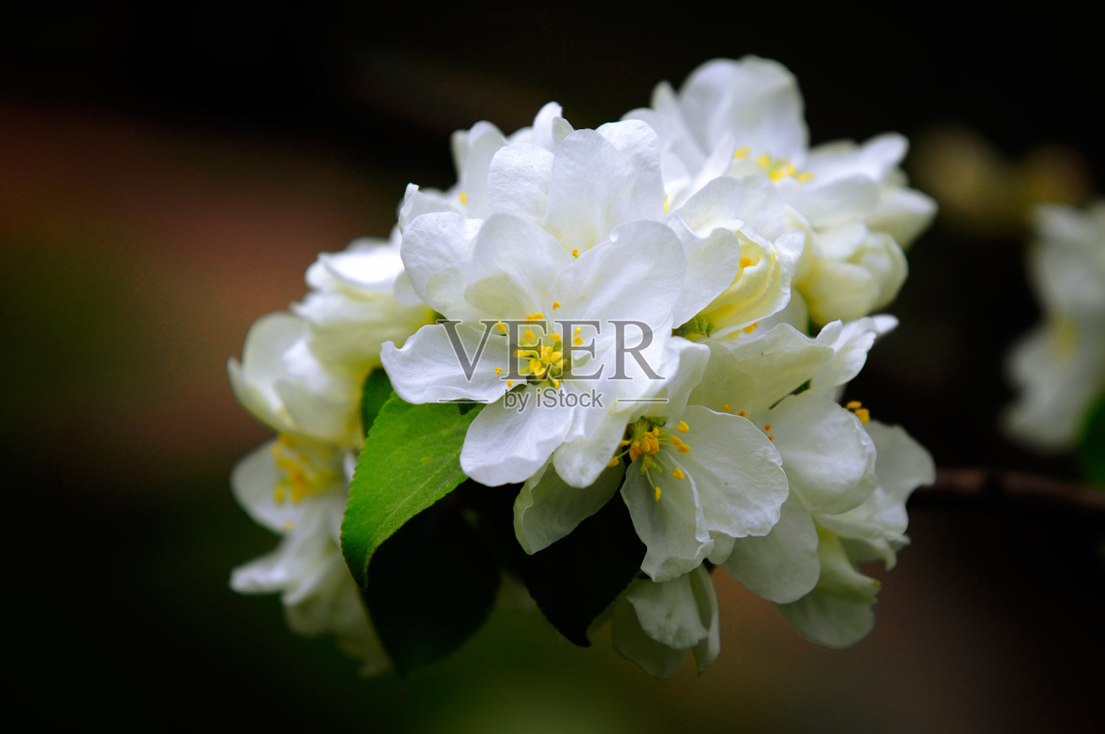 苹果树上的花照片摄影图片