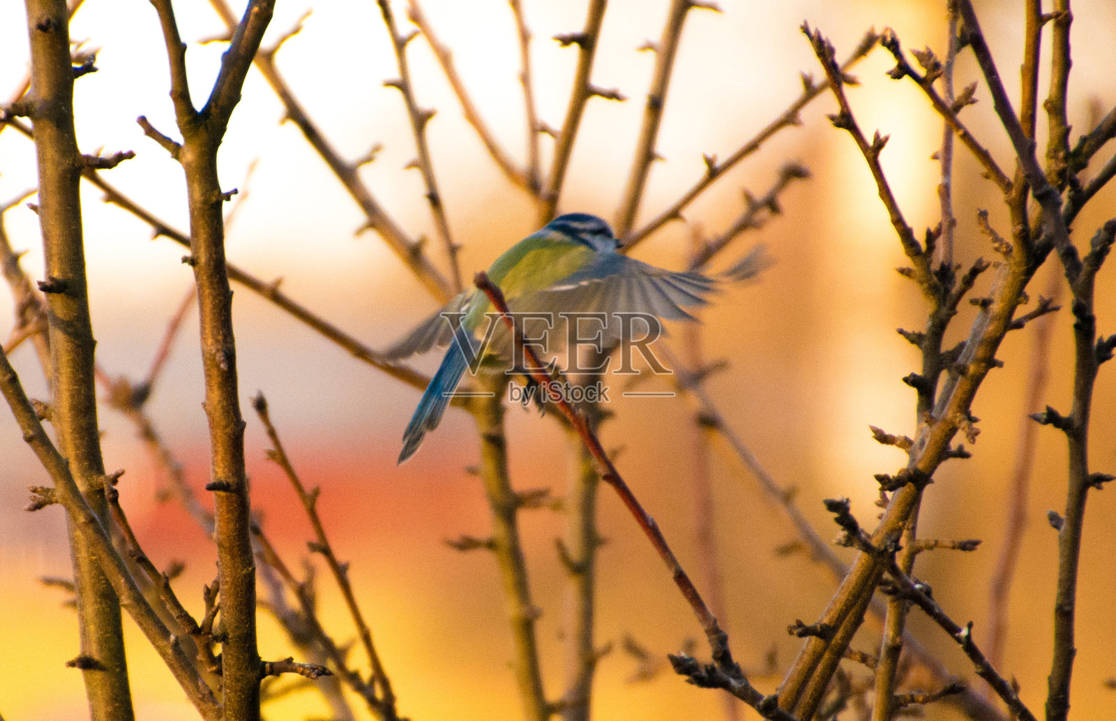 鸟在树枝照片摄影图片