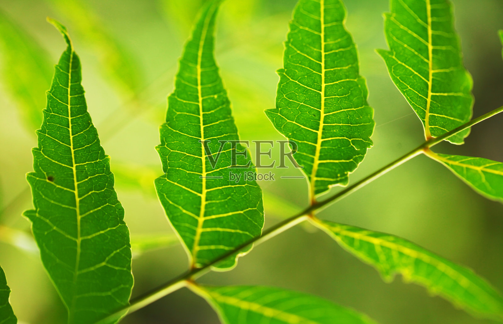 绿色的叶子照片摄影图片