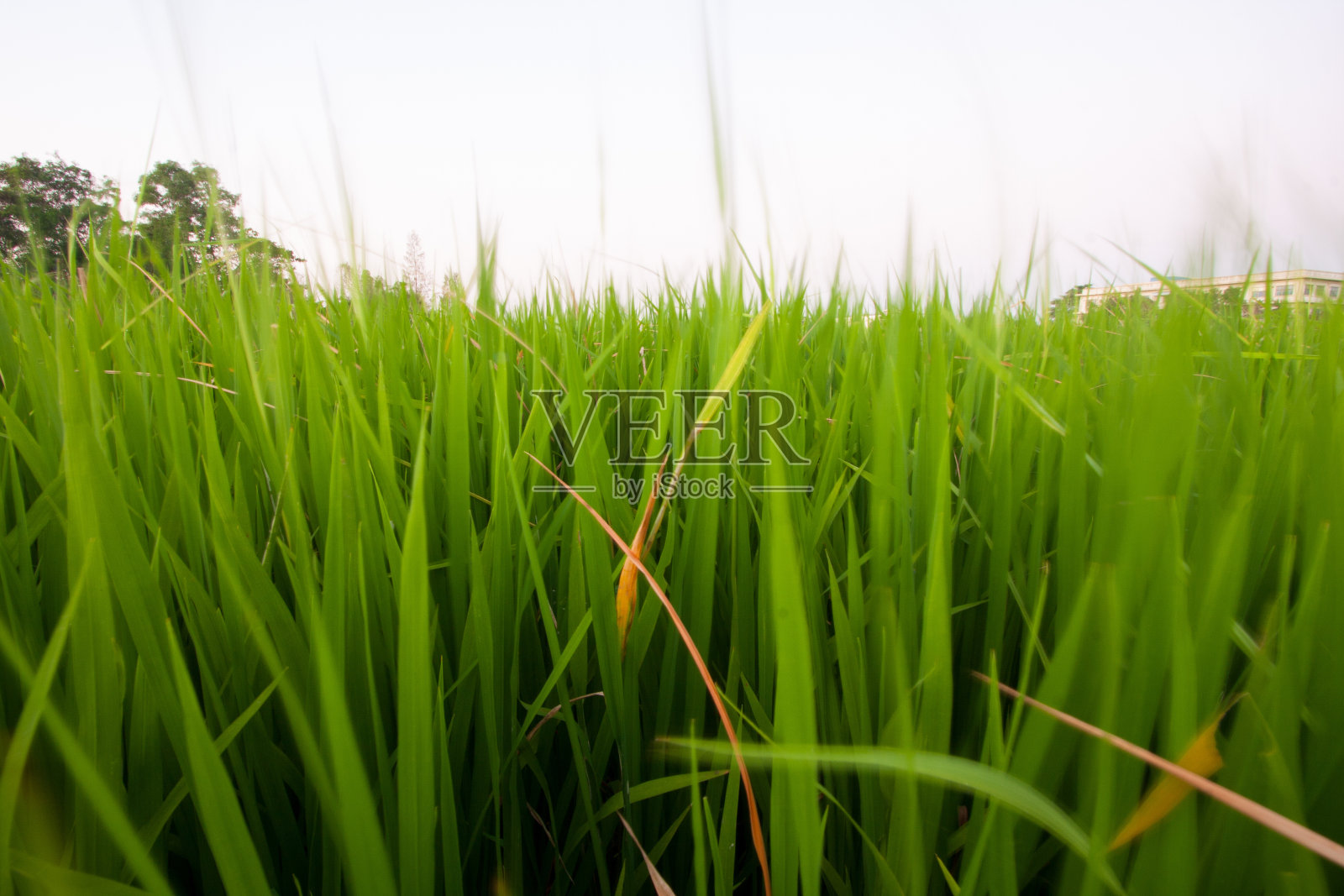 水稻幼苗。照片摄影图片