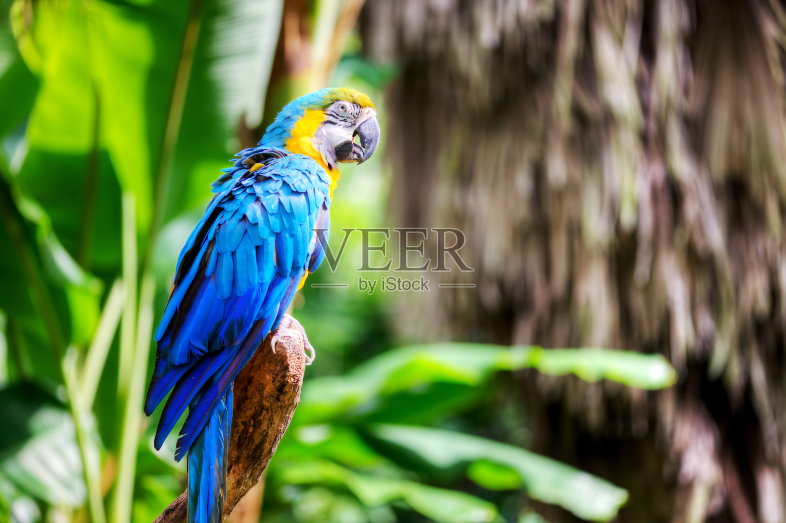 色彩鲜艳的红金刚鹦鹉照片摄影图片