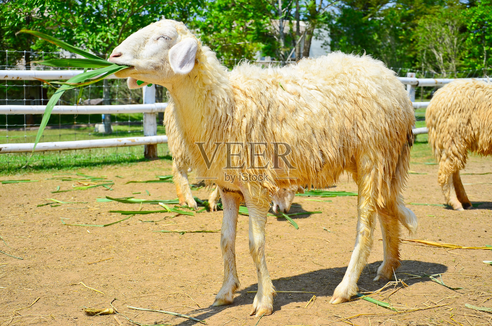 牧场上的羊照片摄影图片