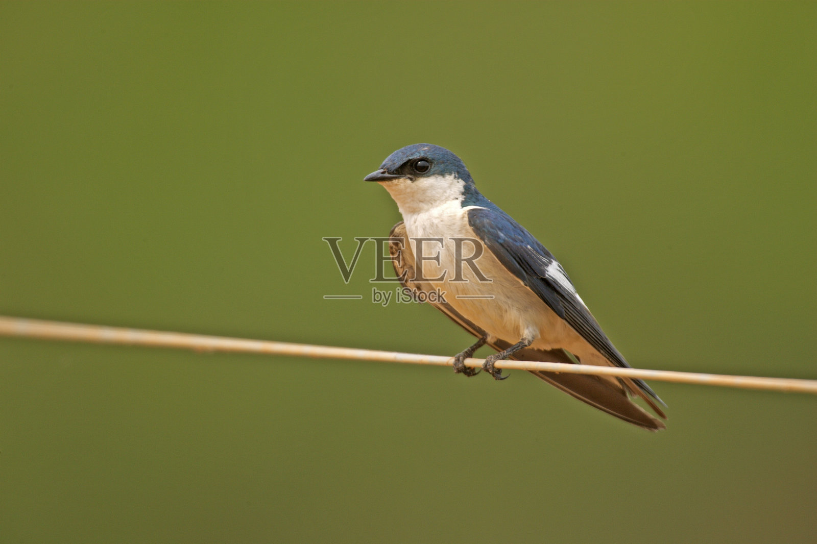 白翅燕，简称白翅燕照片摄影图片