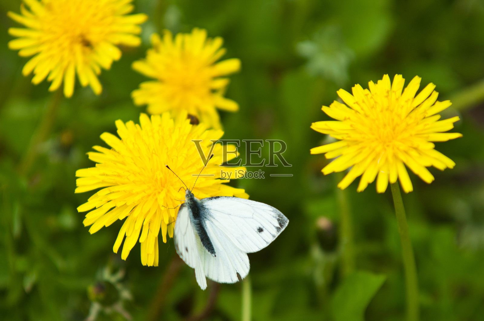 蒲公英照片摄影图片