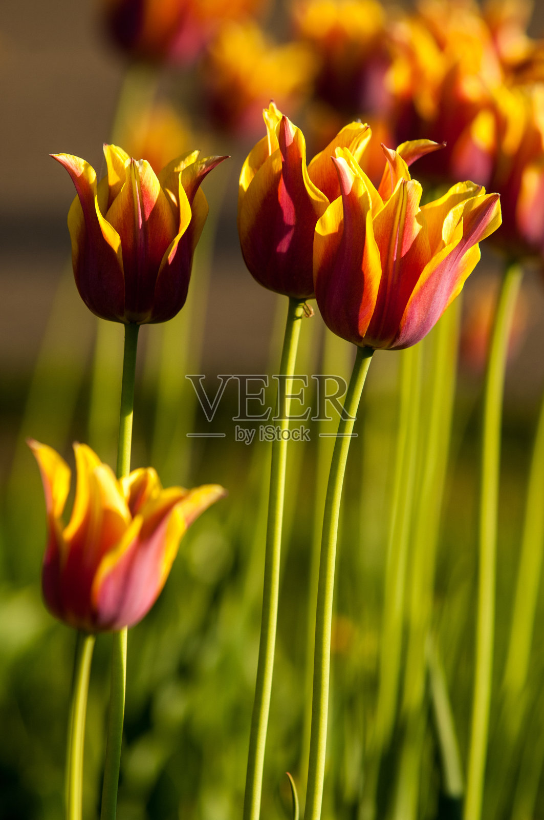 郁金香散景。照片摄影图片