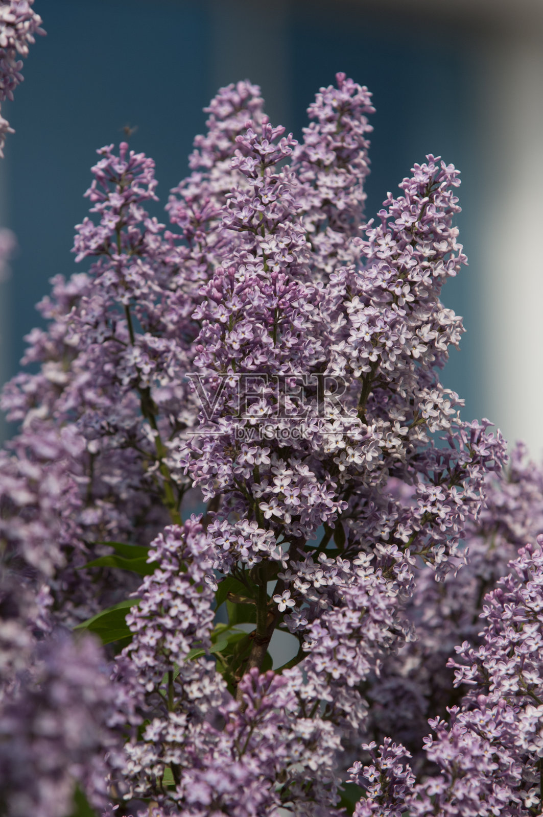 紫丁香在春天生长照片摄影图片