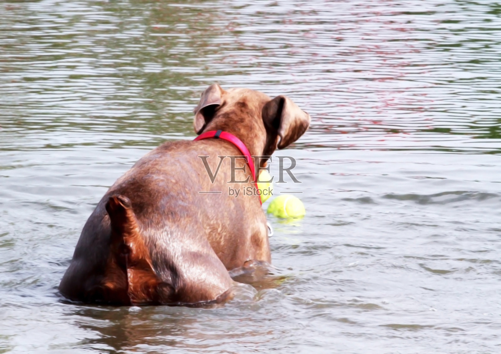 伊莎贝拉小鹿伊莎贝拉稀有杜宾珍贵水源照片摄影图片