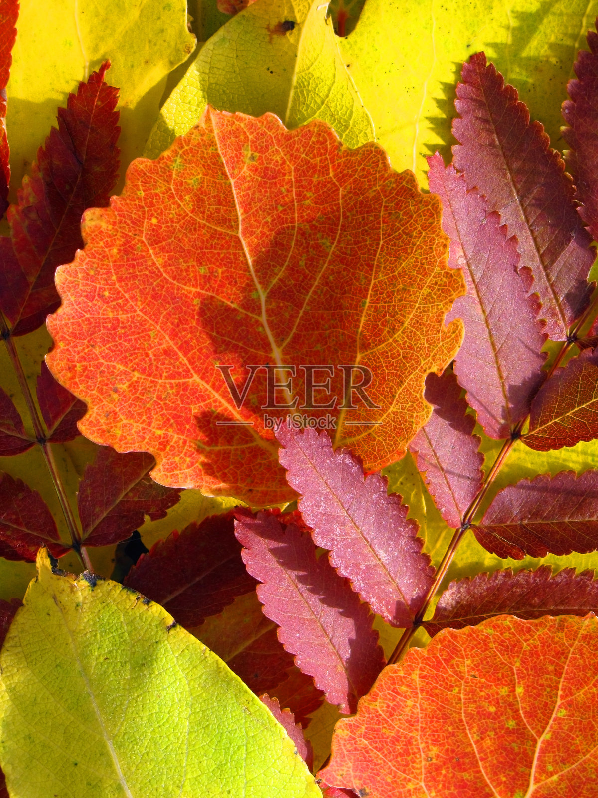 秋天的落叶照片摄影图片