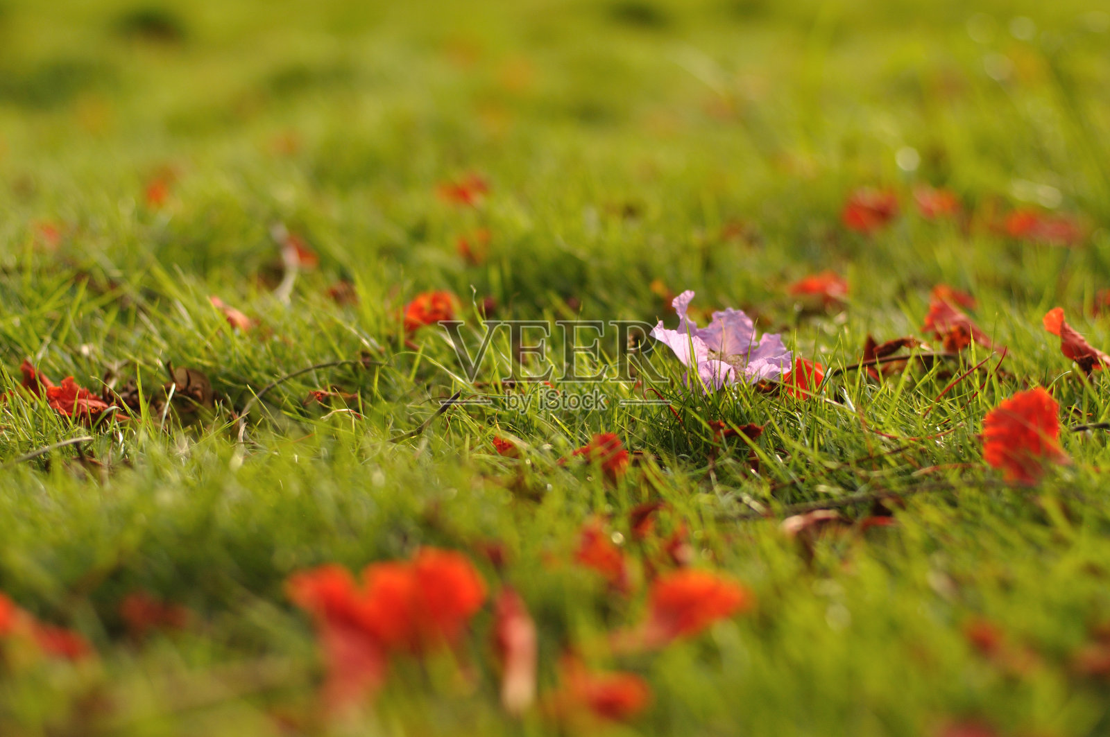 紫色的花在红色的花中照片摄影图片