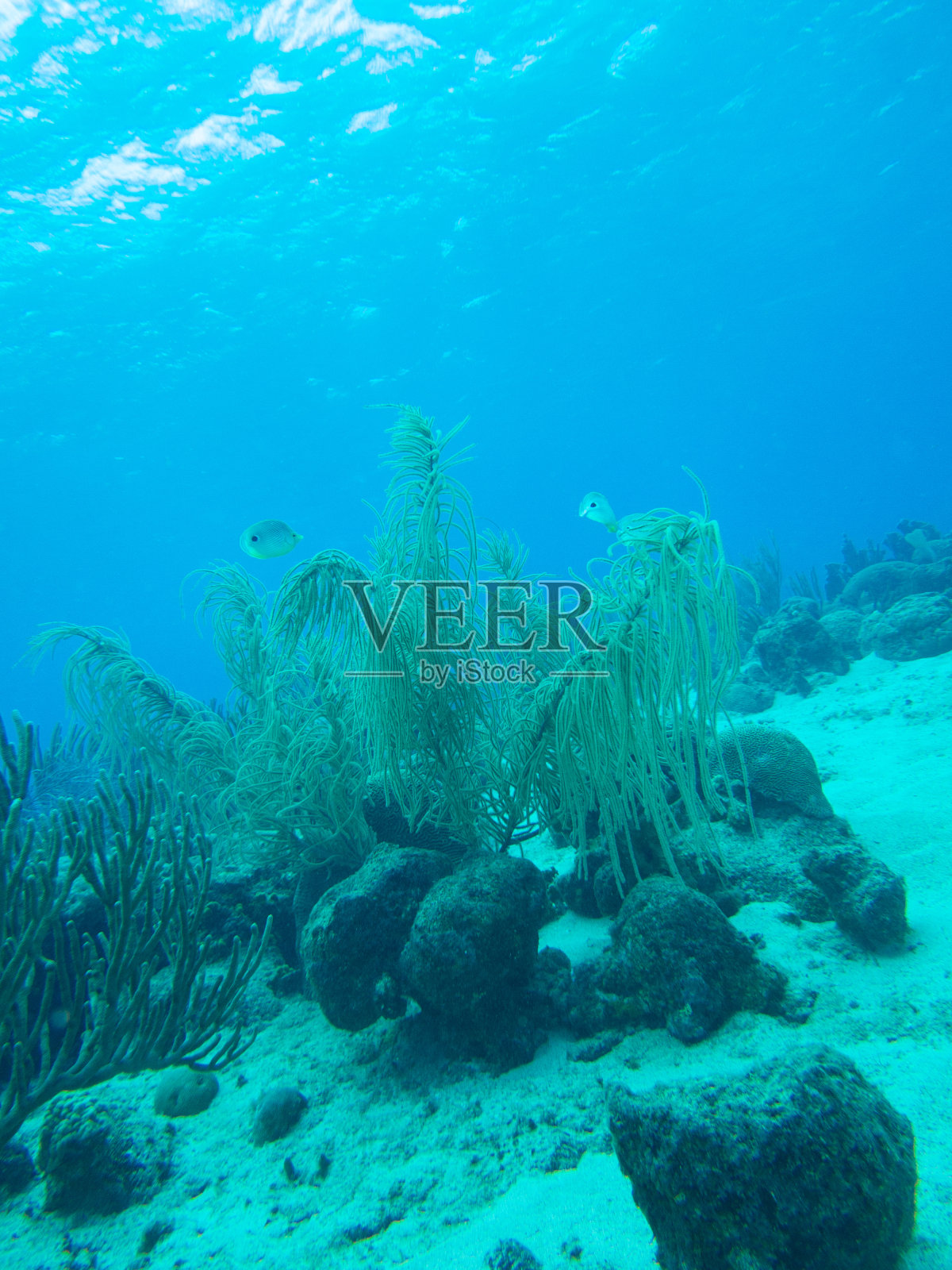 礁石上的生活照片摄影图片