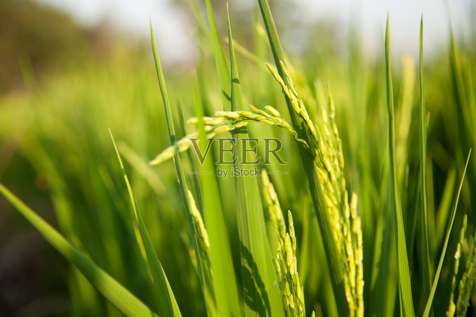 在稻田里。照片摄影图片