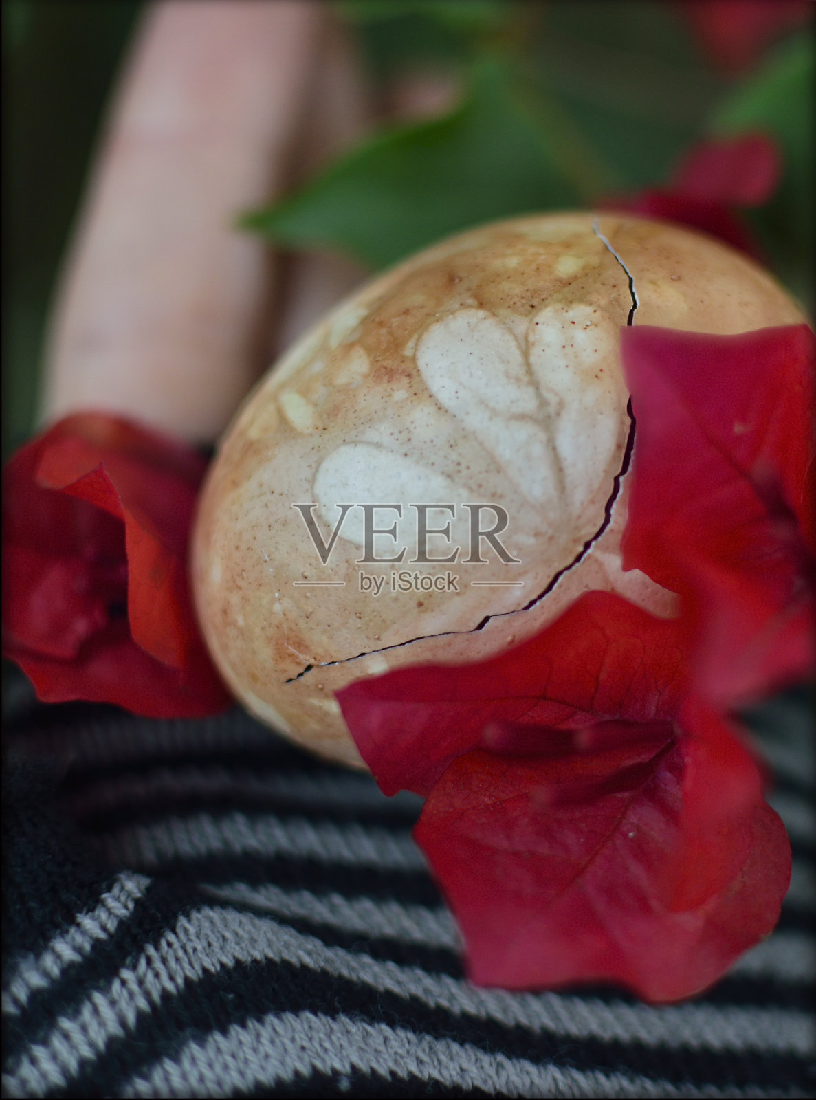 鸡蛋的手照片摄影图片