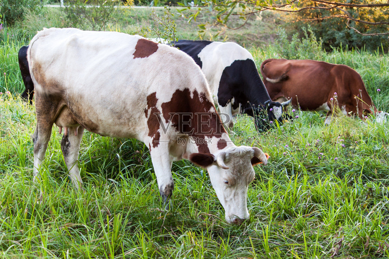 放牧的牛照片摄影图片