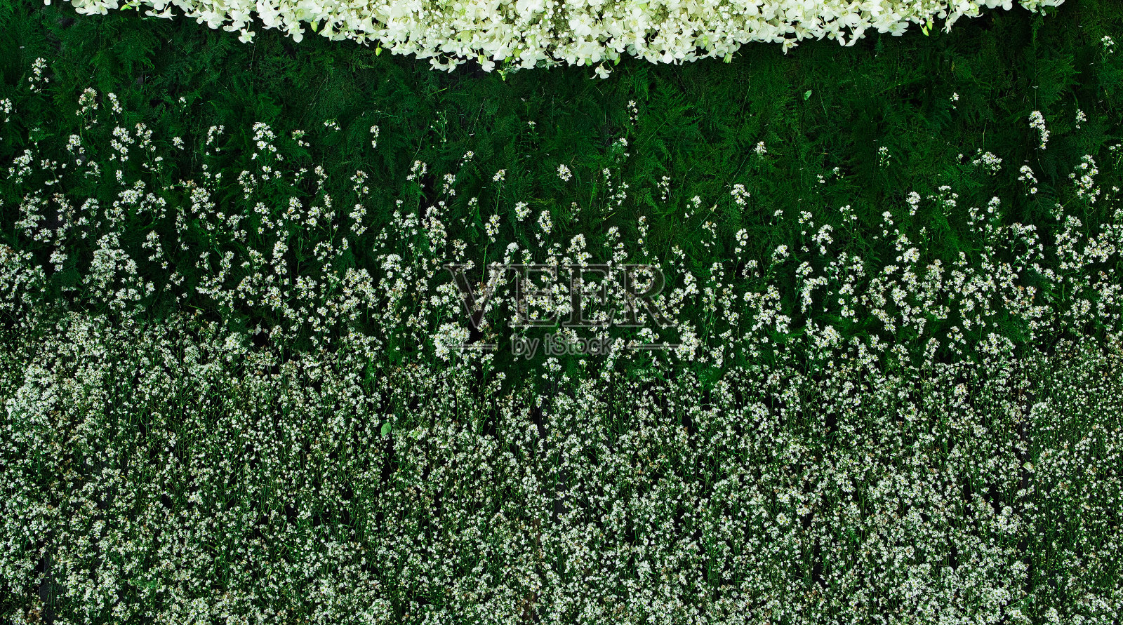 绿叶墙背景照片摄影图片