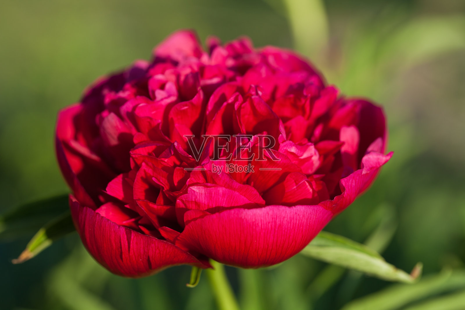 牡丹花蕾照片摄影图片