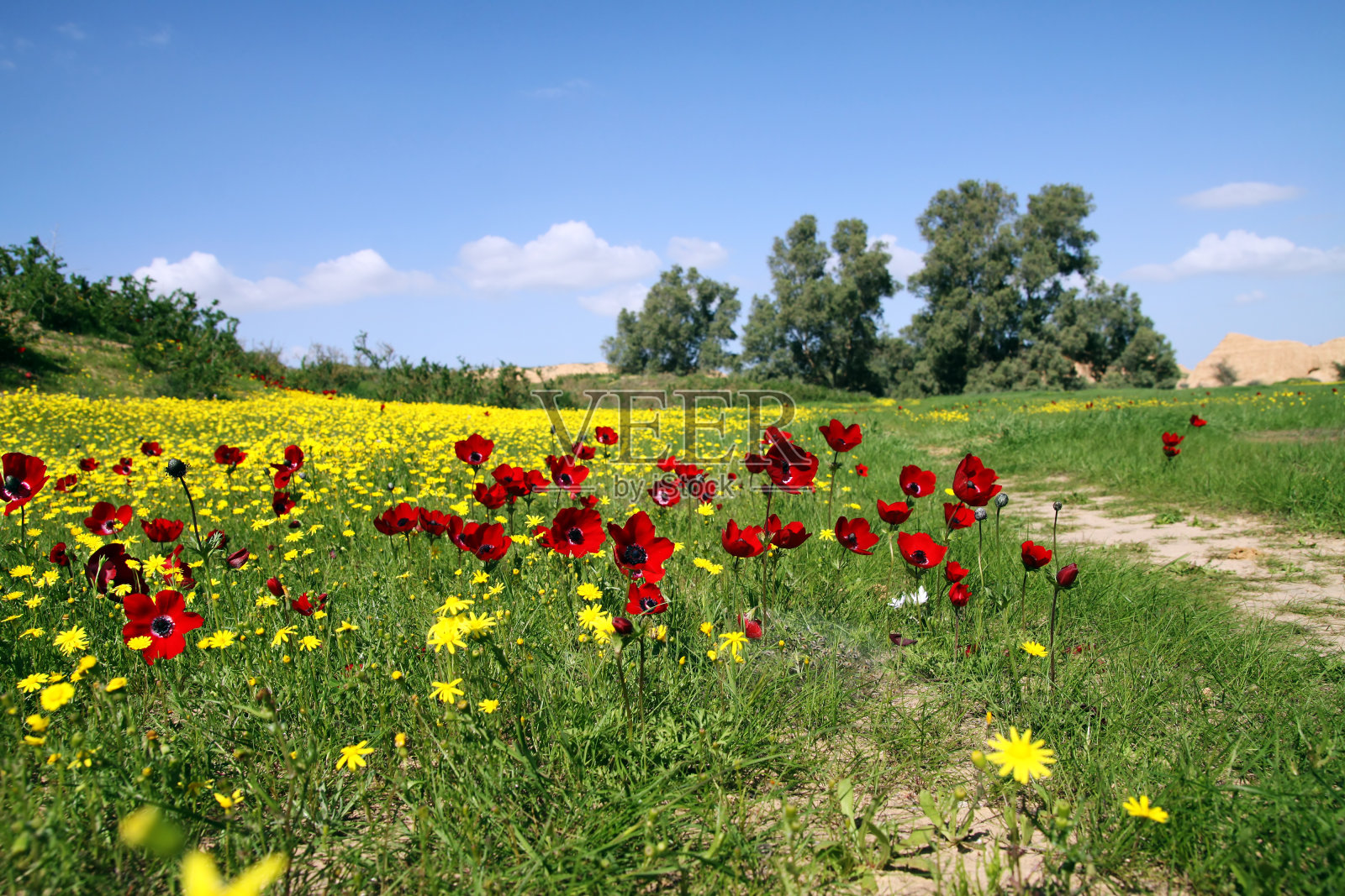 银莲花盛开照片摄影图片